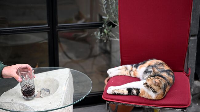 Кот лежит на стуле в уличном кафе