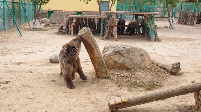 Бурый медведь Сумбар в зоопарке Ашхабада