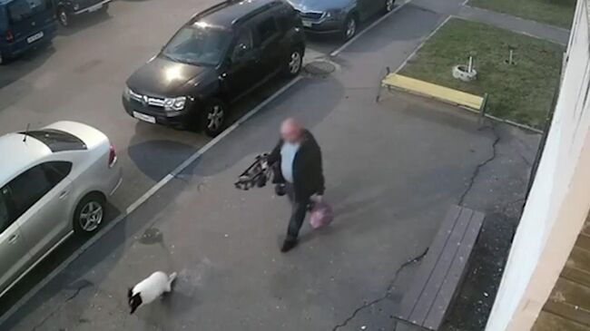 Инцидент с избиением собаки-инвалида в Подмосковье