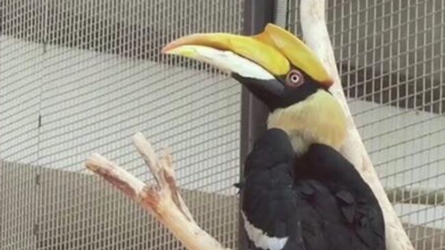 Калао Шанти из Ленинградского зоопарка 