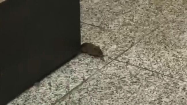 Мышь-полевка в аэропорту Пулково