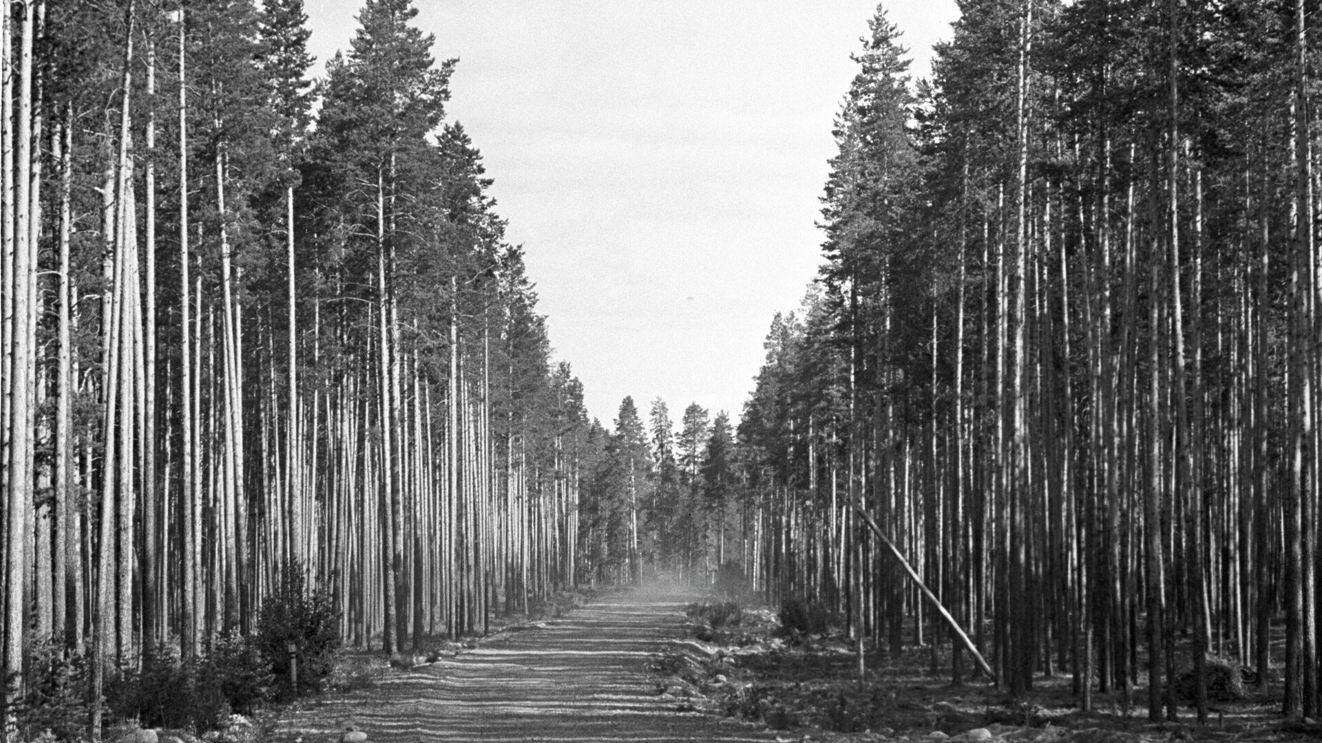 Лесное хозяйство  - РИА Новости, 1920, 12.12.2025