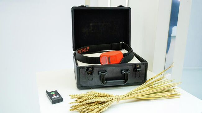 Специальный умный ошейник для коров на выставке Золотая осень