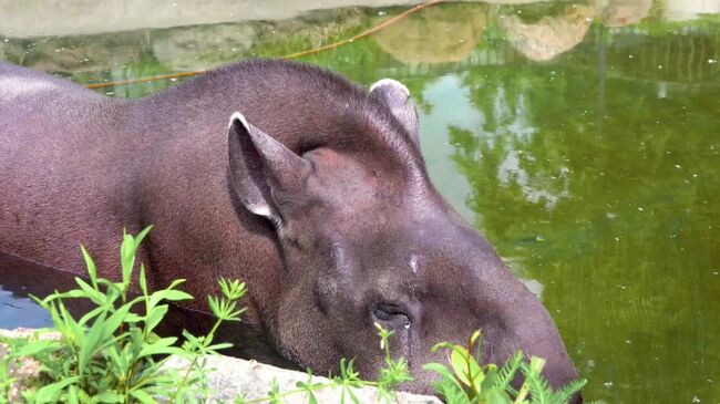 Тапир-долгожитель Сью из Московского зоопарка умерла на 38-м году жизни