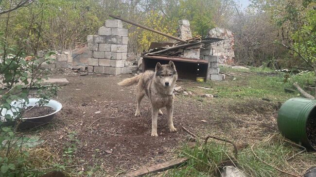 Еще один питомец пасечника