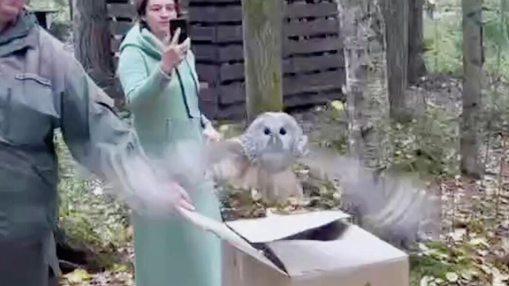 В Ленинградской области сов выпустили в дикую природу после лечения