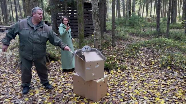 Лисицу и сов выпускают после лечения в дикую природу Лисицу и сов выпускают после лечения в дикую природу