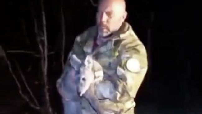 Краснокнижную кабаргу спасли и выпустили в леc в Сахалинской области