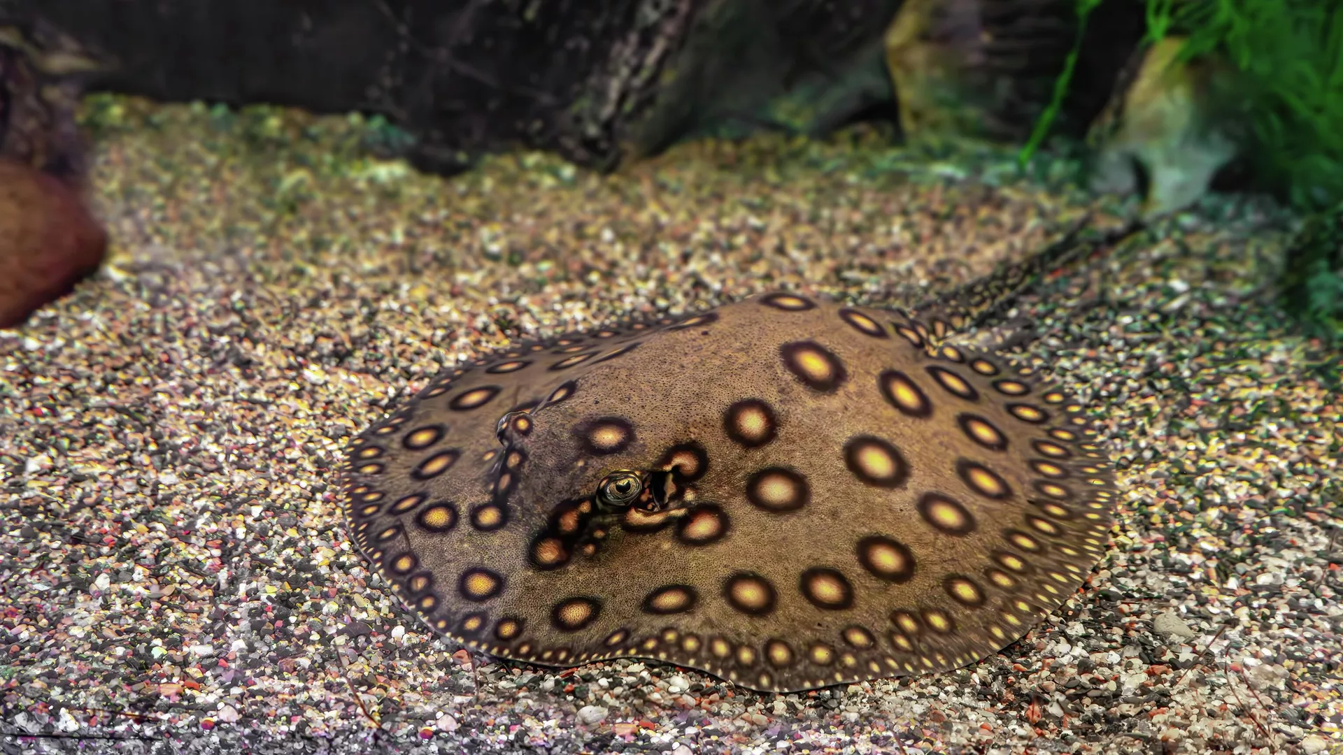 Амазонский скат