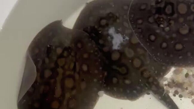 Четыре редких ската родились в аквариуме Алушты на южном берегу Крыма