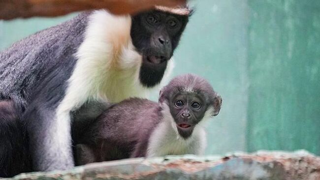 Детеныш мартышки дианы в Московском зоопарке