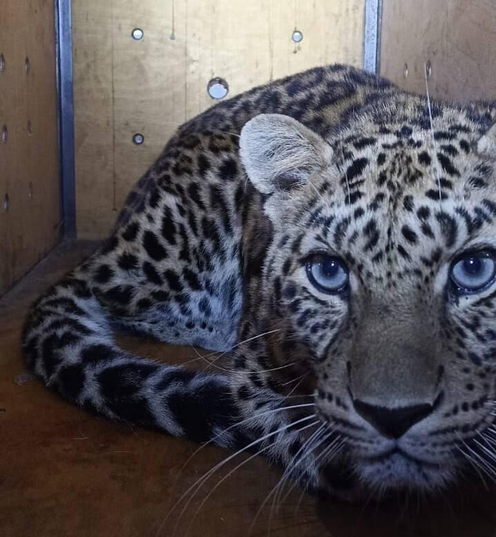 В Уссурийский заповедник перевезли молодых леопардов - РИА Новости, 1920, 13.10.2025