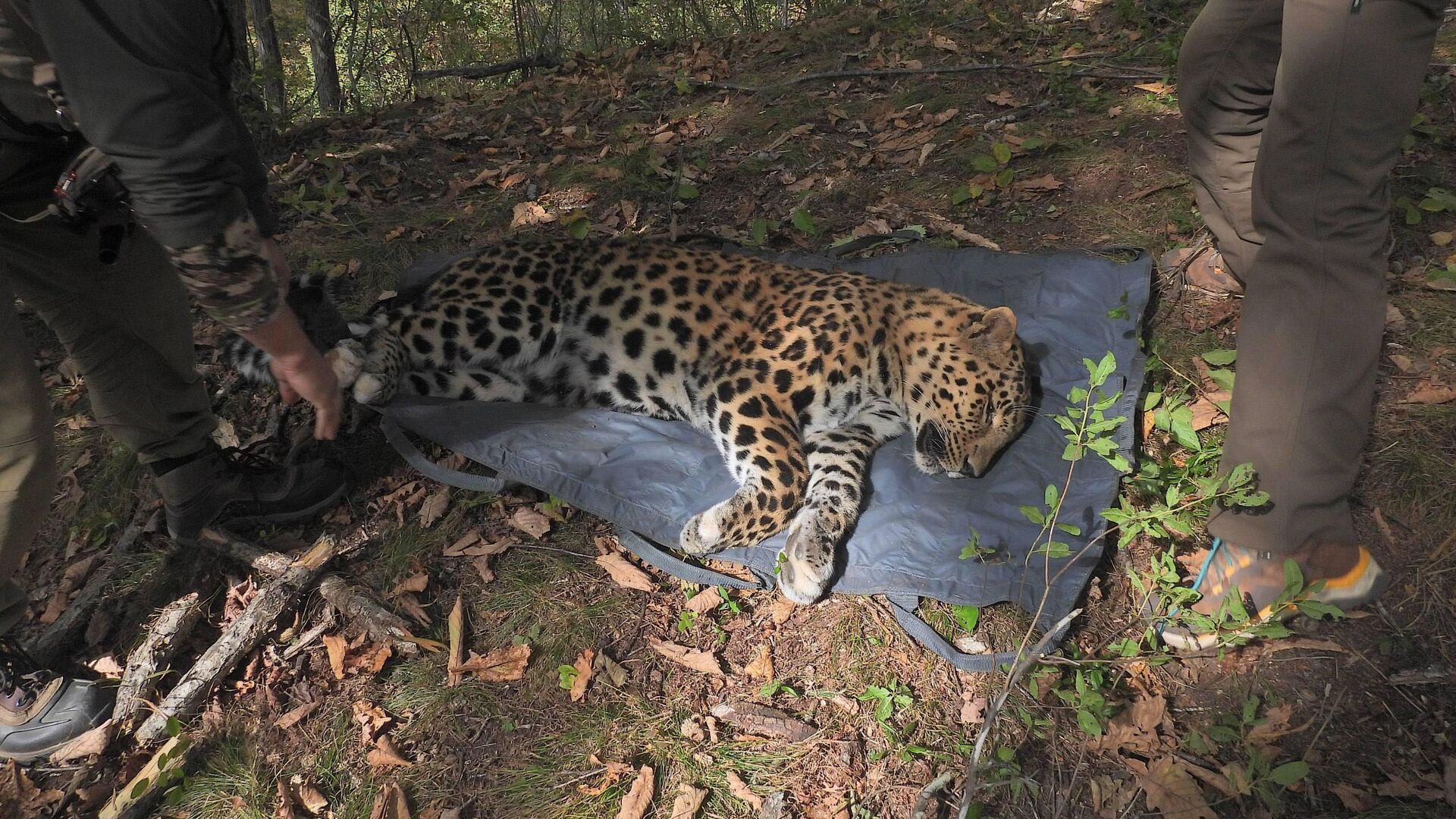 В Уссурийский заповедник перевезли молодых леопардов - РИА Новости, 1920, 13.10.2025
