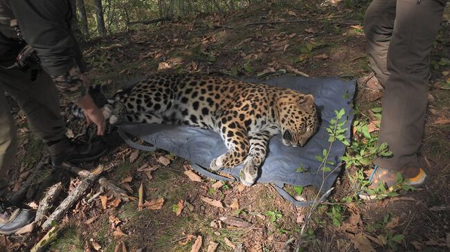 В Уссурийский заповедник перевезли молодых леопардов