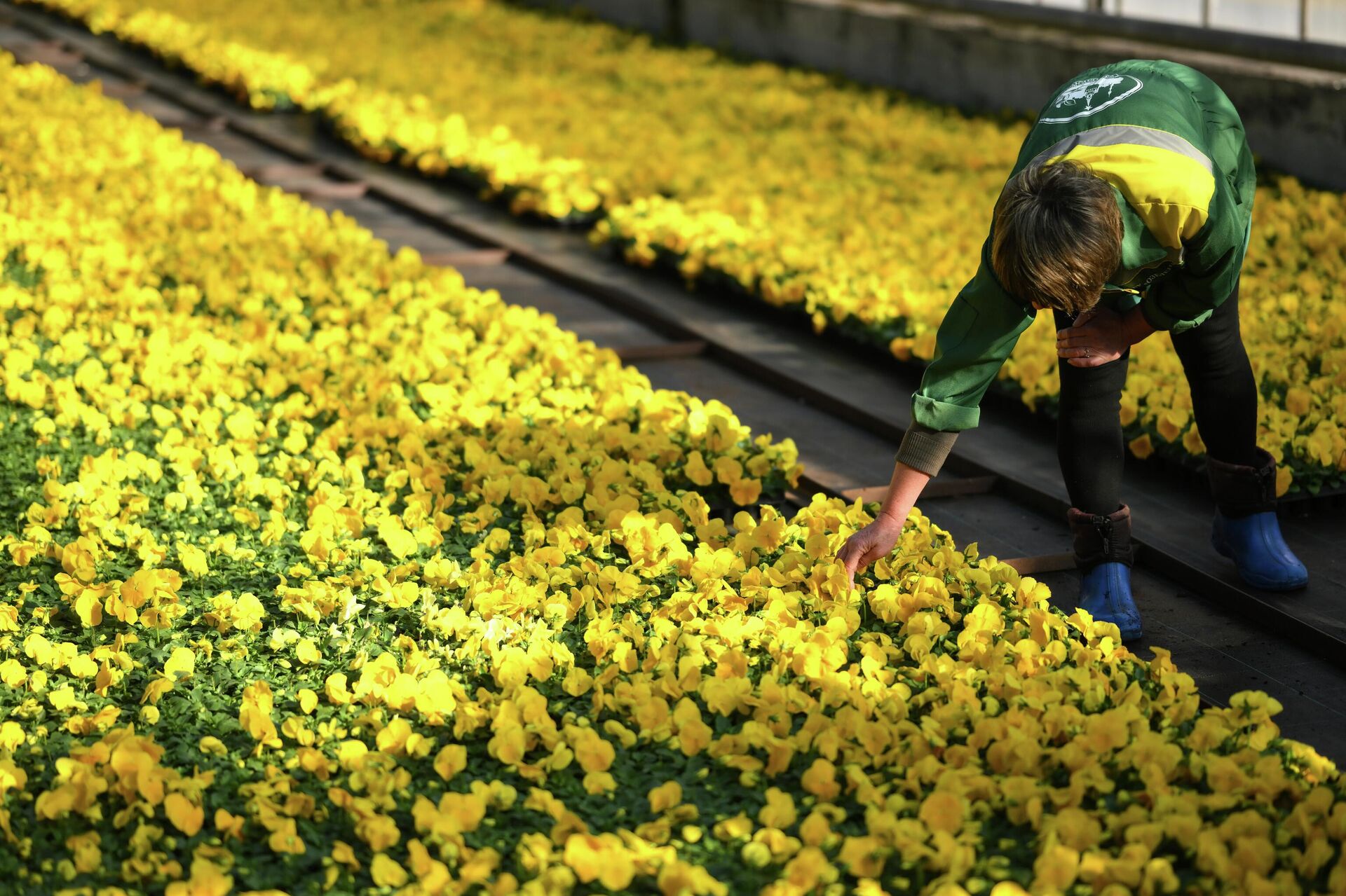 Выращивание цветов для высаживания в городские клумбы - РИА Новости, 1920, 13.10.2025
