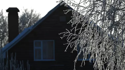 Дерево в инее у дома