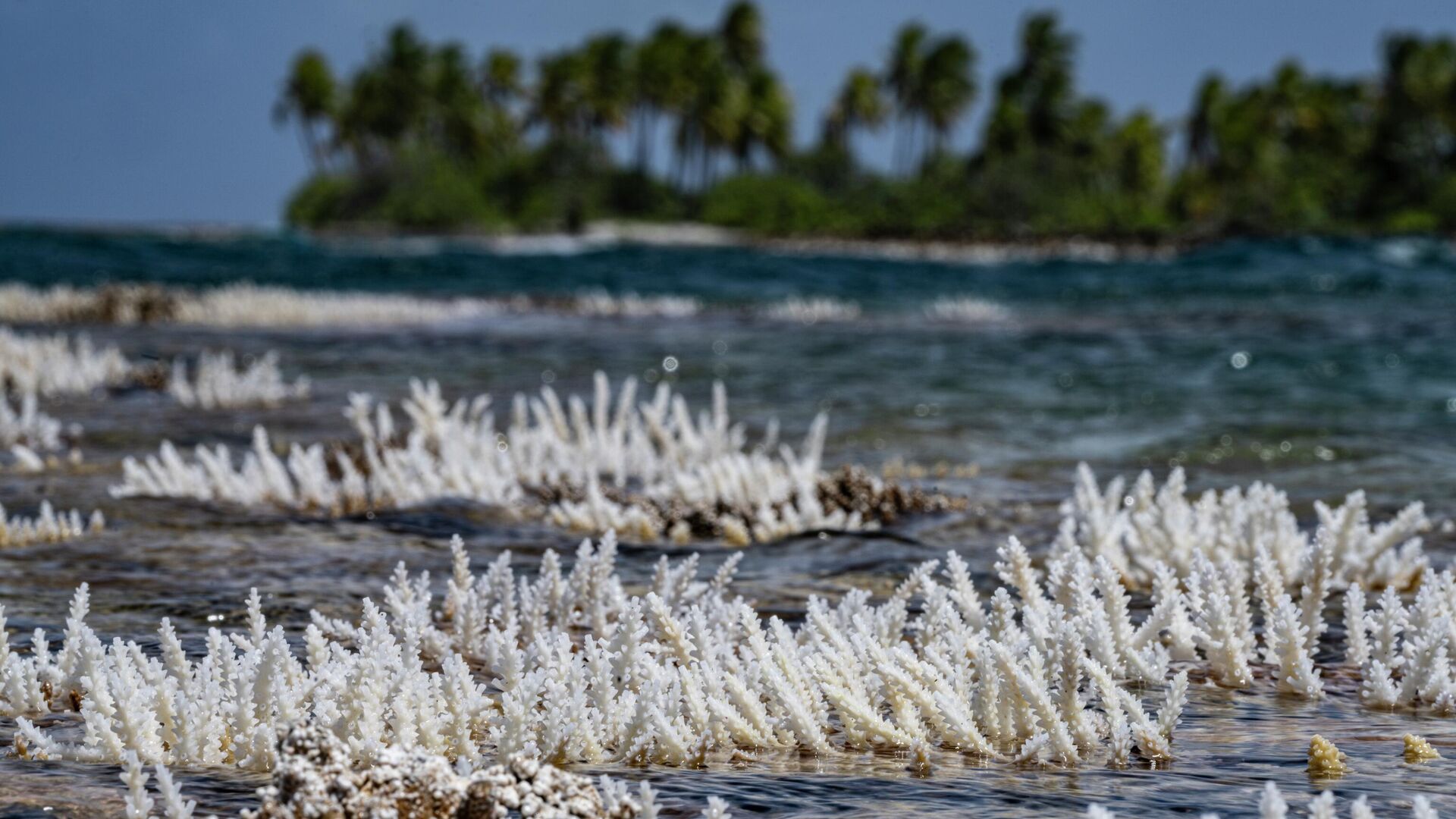Кораллы вовремя отлива в Татакото, Французская Полинезия - РИА Новости, 1920, 13.10.2025
