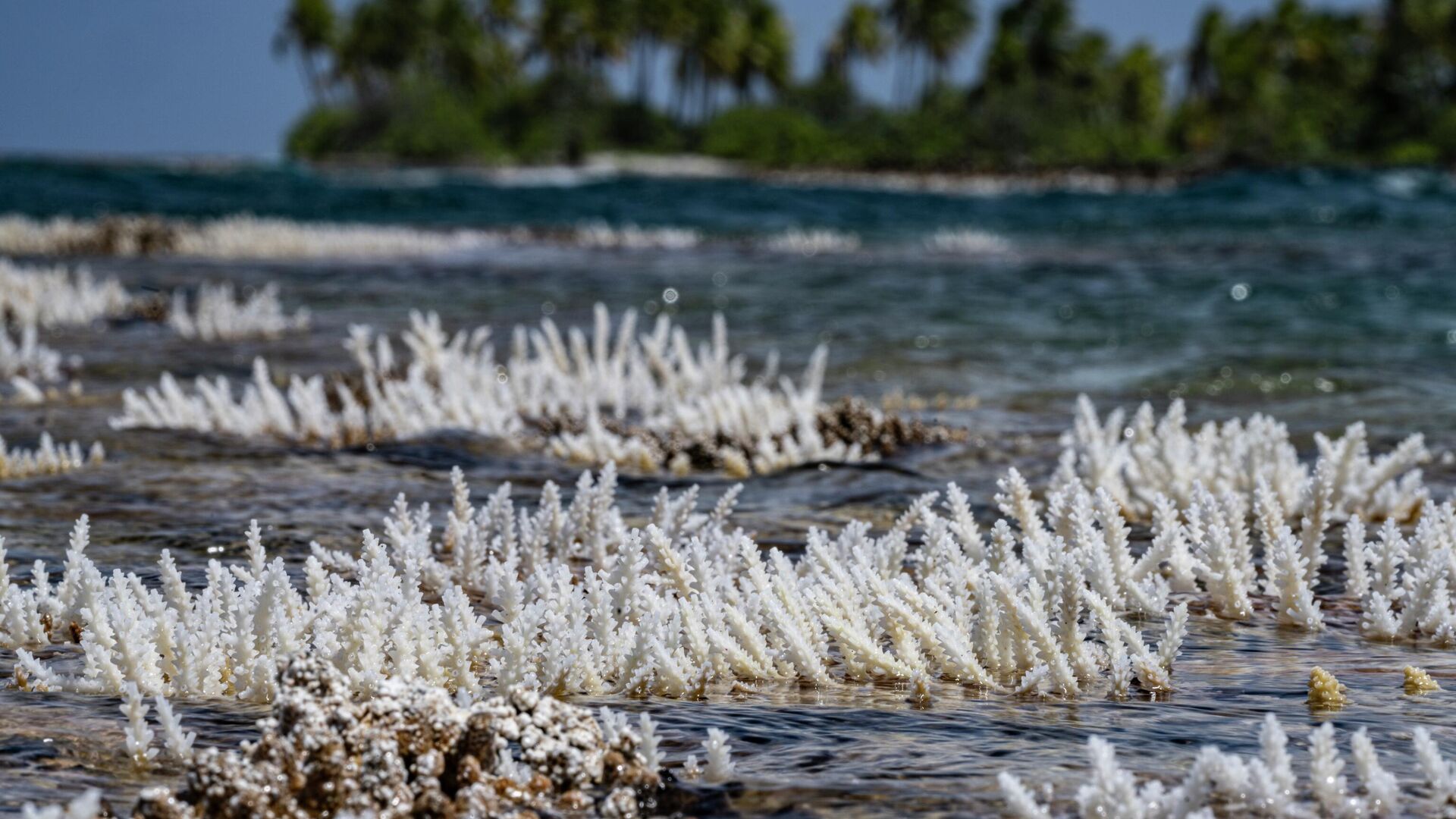 Кораллы вовремя отлива в Татакото, Французская Полинезия - РИА Новости, 1920, 13.10.2025