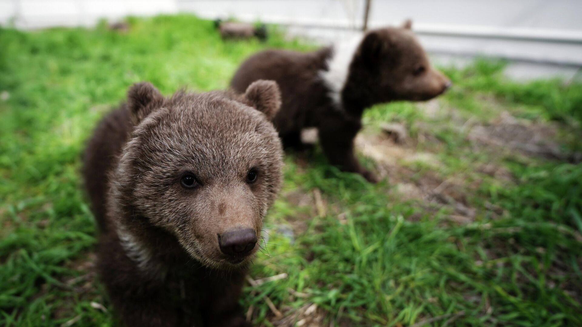 Медвежата играют в вольере - РИА Новости, 1920, 14.10.2025