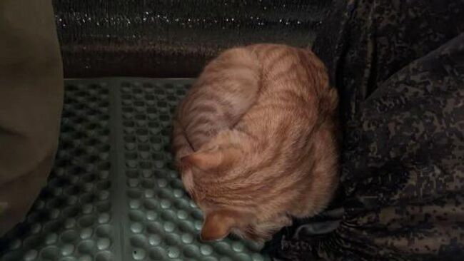 Бойцы надеются, что прибившийся кот будет ловить мышей в блиндаже Бойцы надеются, что прибившийся кот будет ловить мышей в блиндаже