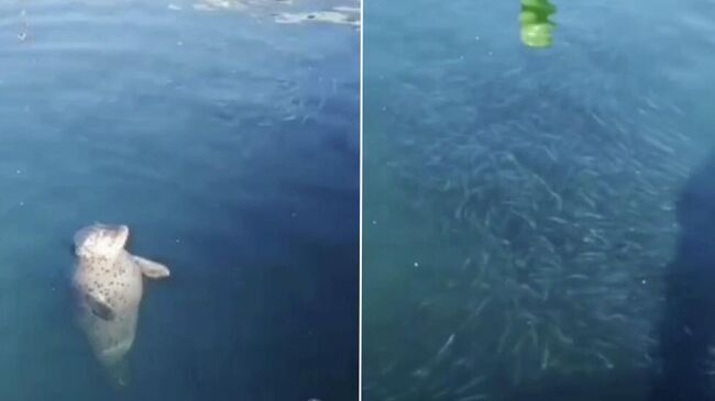 Ларги в Приморском океанариуме