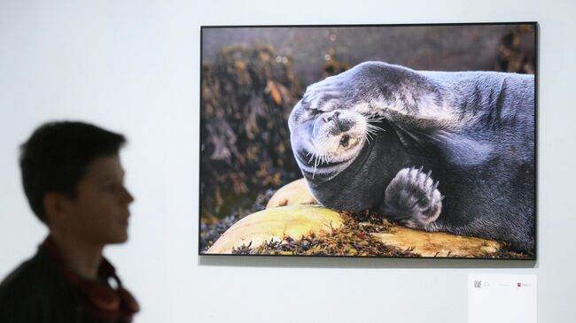 Открытие XIX Международного фестиваля дикой природы Золотая черепаха в Москве Открытие XIX Международного фестиваля дикой природы Золотая черепаха в Москве