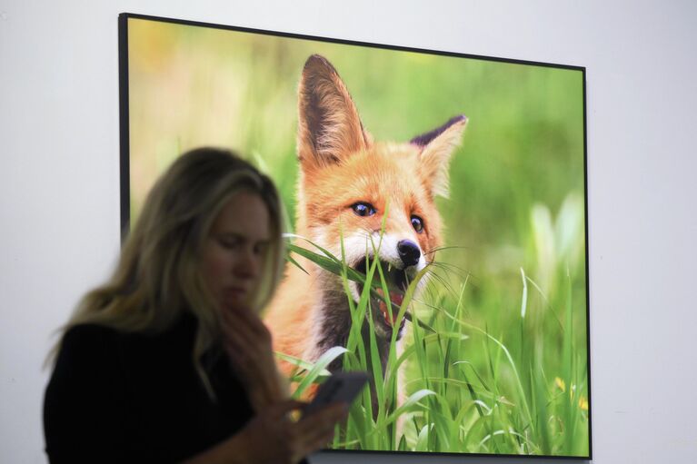 Открытие XIX Международного фестиваля дикой природы Золотая черепаха в Москве Открытие XIX Международного фестиваля дикой природы Золотая черепаха в Москве