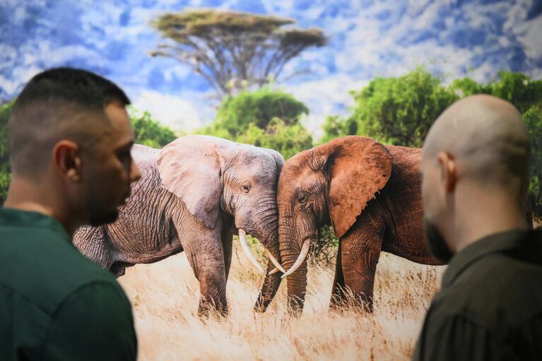 Открытие XIX Международного фестиваля дикой природы Золотая черепаха в Москве Открытие XIX Международного фестиваля дикой природы Золотая черепаха в Москве