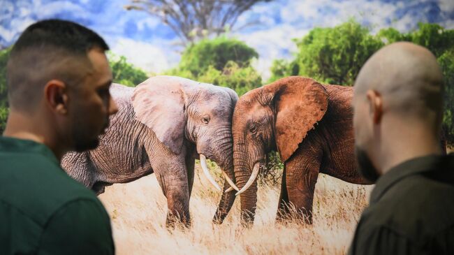 Открытие XIX Международного фестиваля дикой природы Золотая черепаха в Москве Открытие XIX Международного фестиваля дикой природы Золотая черепаха в Москве