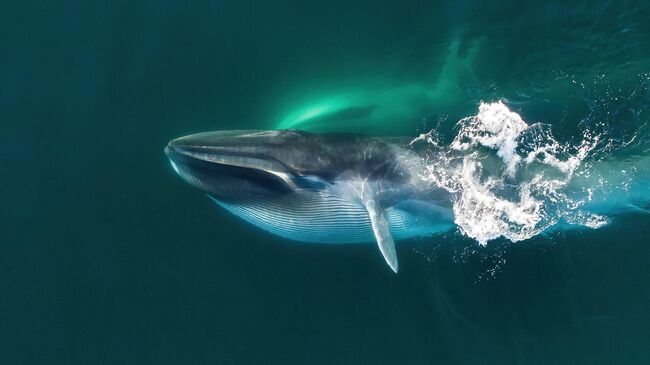 Кормящиеся финвалы, Марк Карвардайн, Великобритания Кормящиеся финвалы, Марк Карвардайн, Великобритания