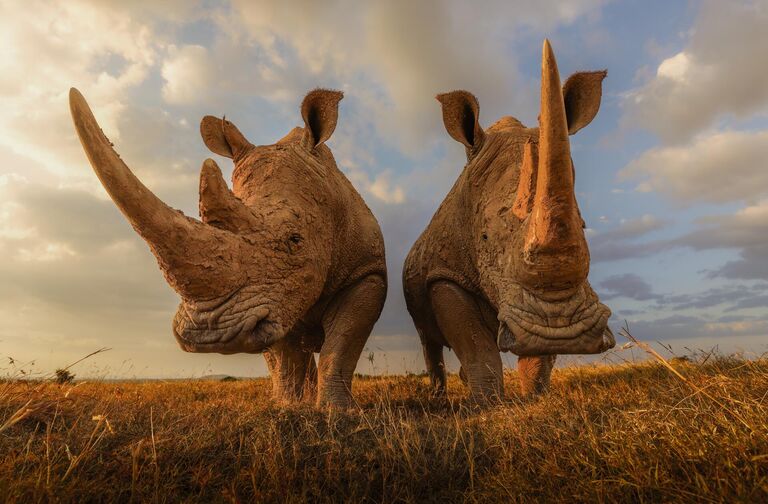 Золотые поля, Атиб Хуссейн, ОАЭ Золотые поля, Атиб Хуссейн, ОАЭ