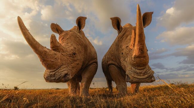 Золотые поля, Атиб Хуссейн, ОАЭ Золотые поля, Атиб Хуссейн, ОАЭ