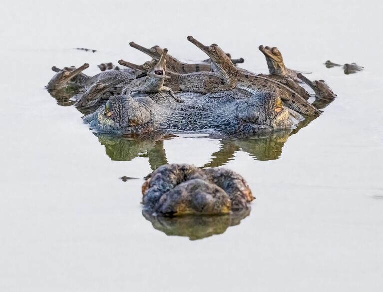 Безопасная платформа, Раджарши Банерджи, Индия Безопасная платформа, Раджарши Банерджи, Индия