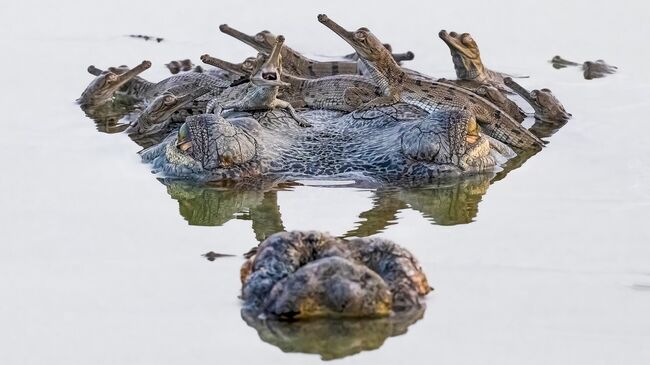 Безопасная платформа, Раджарши Банерджи, Индия Безопасная платформа, Раджарши Банерджи, Индия