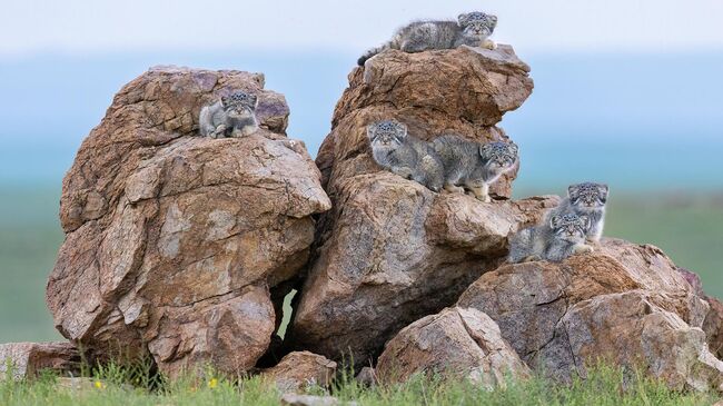 Котята на камнях, Эшель Амит, Израиль Котята на камнях, Эшель Амит, Израиль