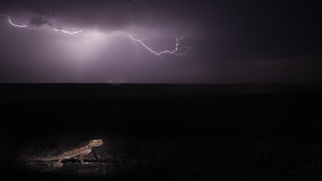 Навстречу буре, Пратик Прадхан, Индия Навстречу буре, Пратик Прадхан, Индия