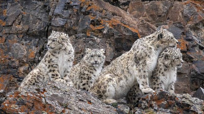 Песнь материнской любви, Лю Циншунь, Китай Песнь материнской любви, Лю Циншунь, Китай