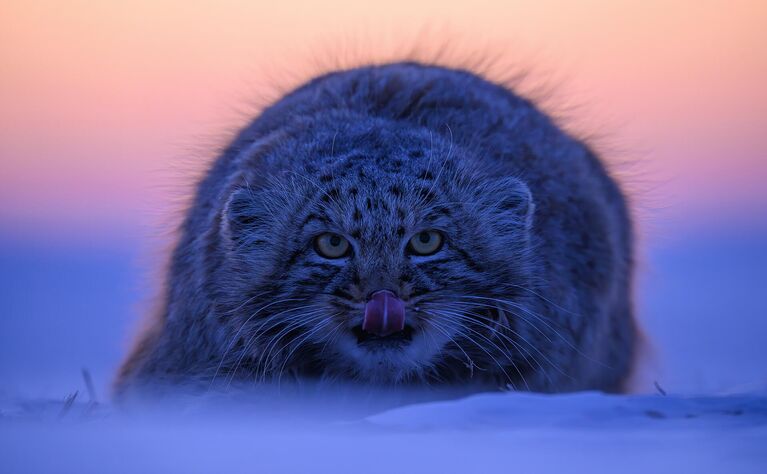 Меховой комочек, Чжу Синчао, Китай Меховой комочек, Чжу Синчао, Китай