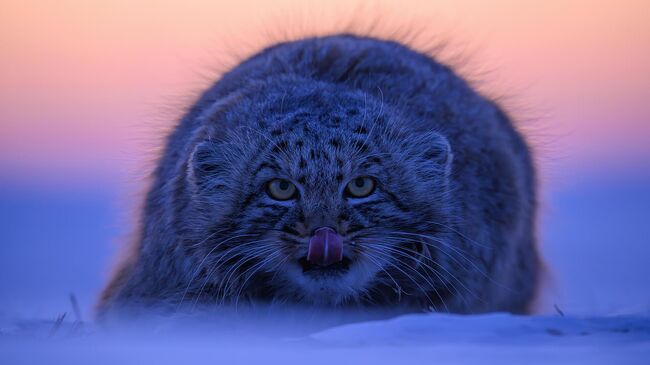 Меховой комочек, Чжу Синчао, Китай Меховой комочек, Чжу Синчао, Китай