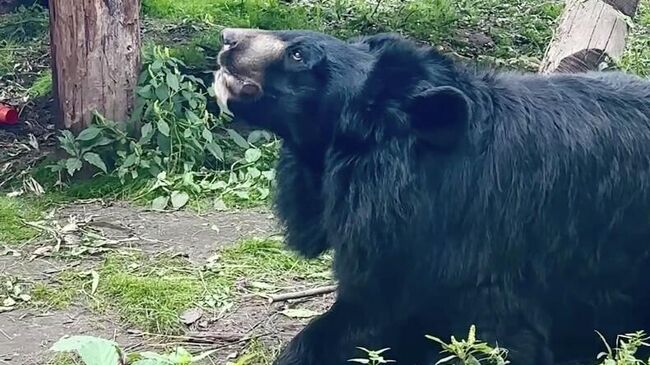 В Московском зоопарке гималайские медведи набирают вес, готовясь к спячке
