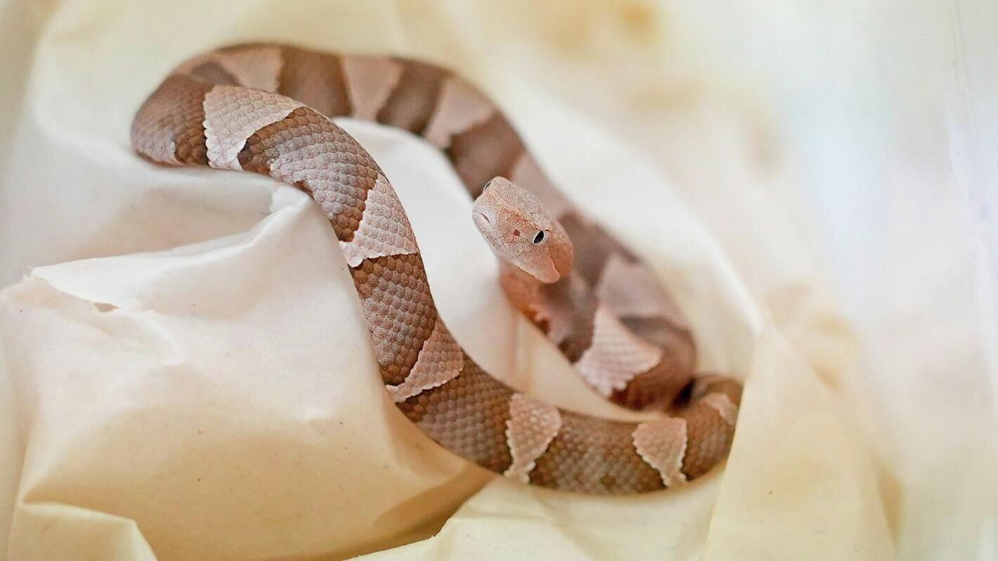 В Московском зоопарке впервые за долгое время родились детеныши мокасиновой змеи