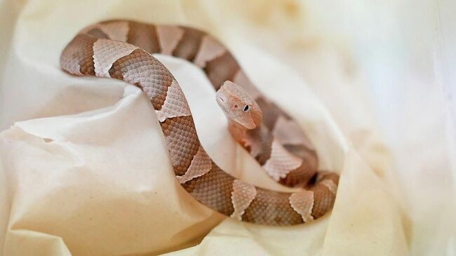 Детеныш мокасиновой змеи в Московском зоопарке