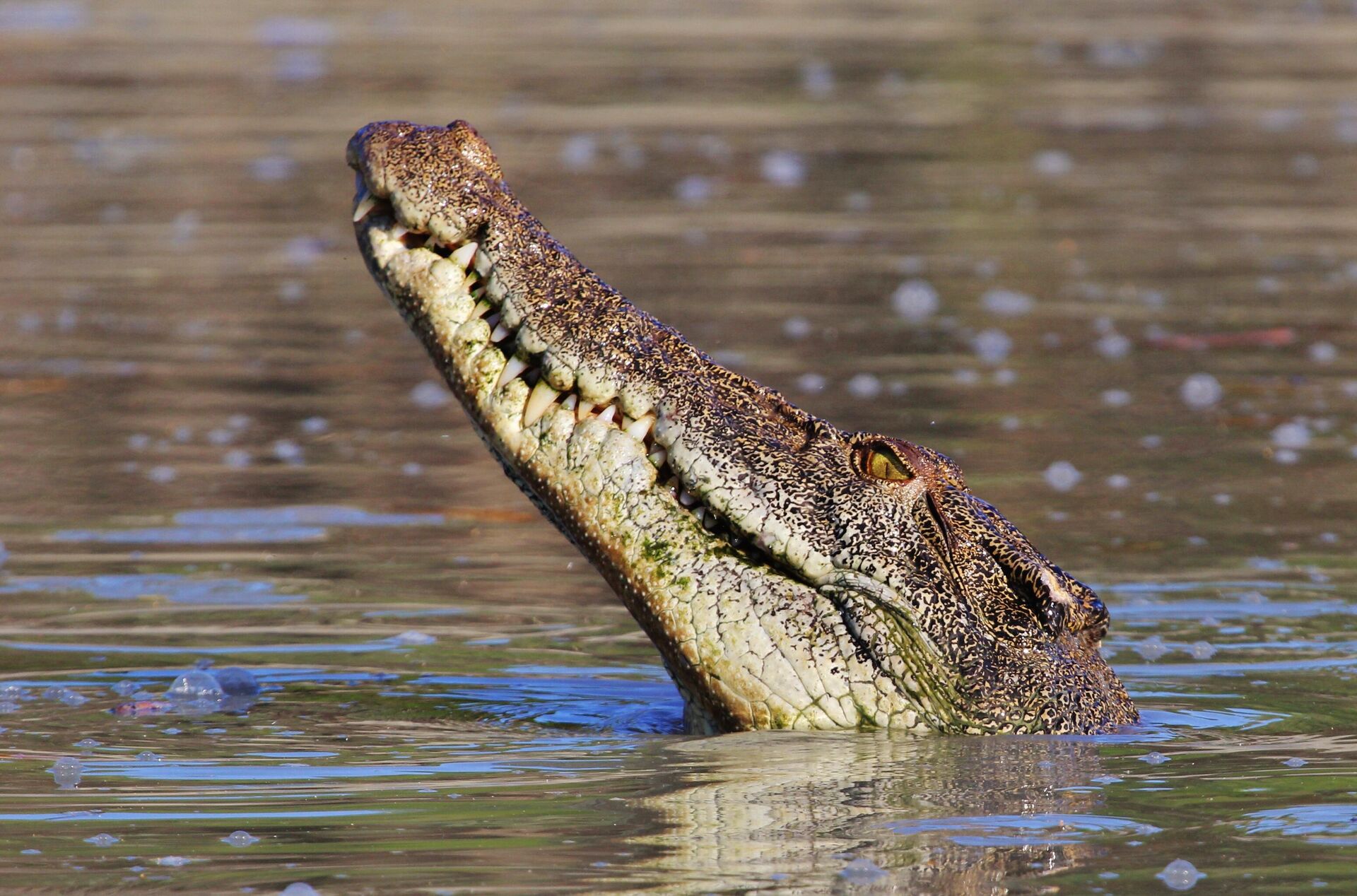 Крокодил - РИА Новости, 1920, 20.10.2025