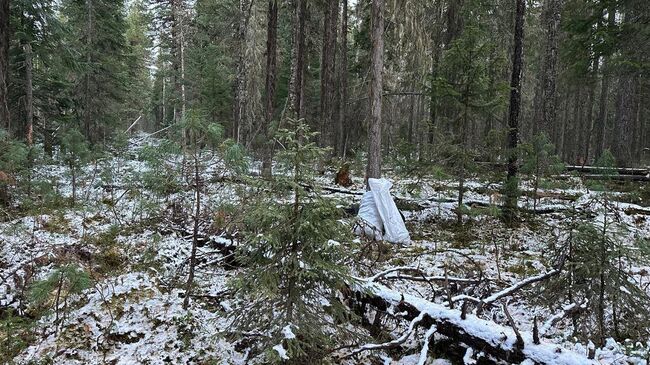 Место проишествия в лесу в Ханты-Мансийском автономном округе, где сборщик шишек застрелил из охотничьего ружья другого сборщика шишек, перепутав его с медведем