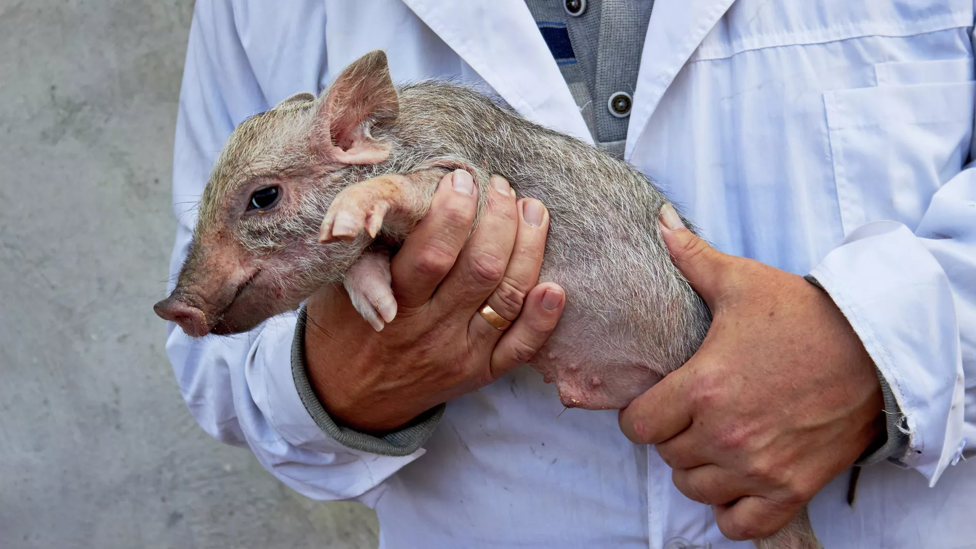 Мини-пиг питомника ИЦиГ СО РАН Мини-пиг питомника ИЦиГ СО РАН - РИА Новости, 1920, 22.10.2025