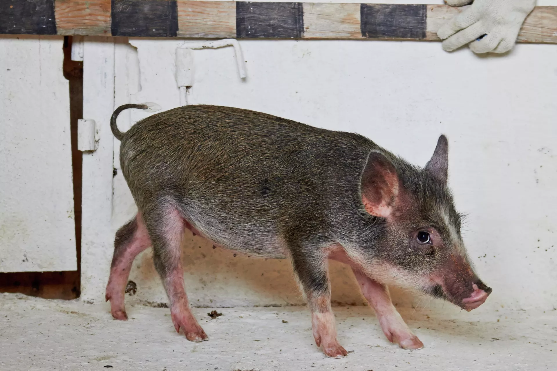 Мини-пиг питомника ИЦиГ СО РАН Мини-пиг питомника ИЦиГ СО РАН - РИА Новости, 1920, 21.10.2025