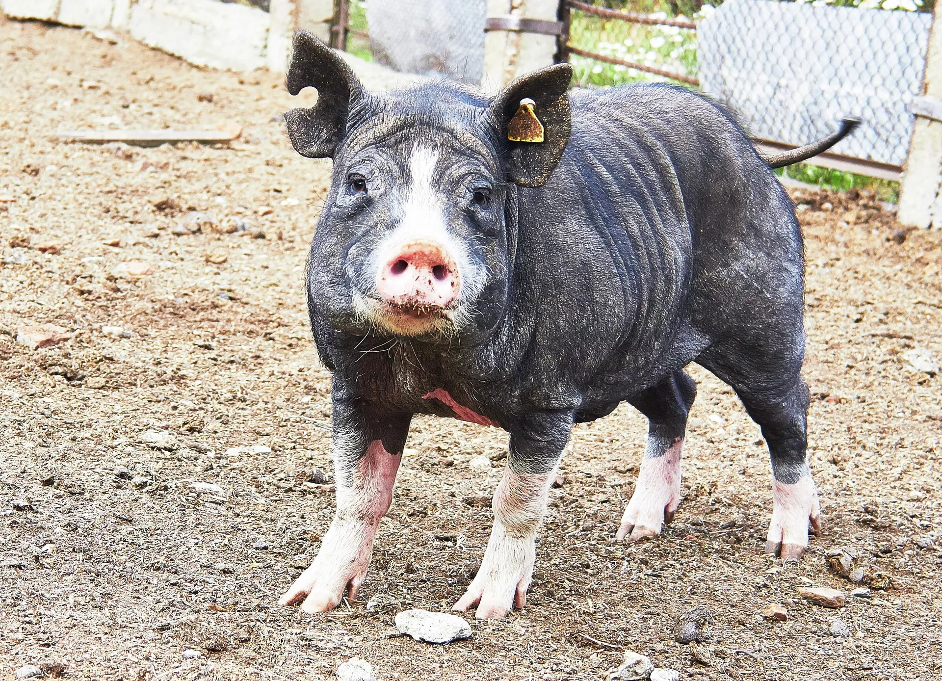 Мини-пиг питомника ИЦиГ СО РАН Мини-пиг питомника ИЦиГ СО РАН - РИА Новости, 1920, 21.10.2025