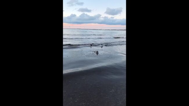 Дельфины, которые выбросились на берег моря в Анапе Дельфины, которые выбросились на берег моря в Анапе