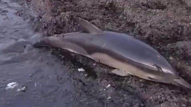 Двое живых дельфинов выбросилось на Центральный пляж в Анапе