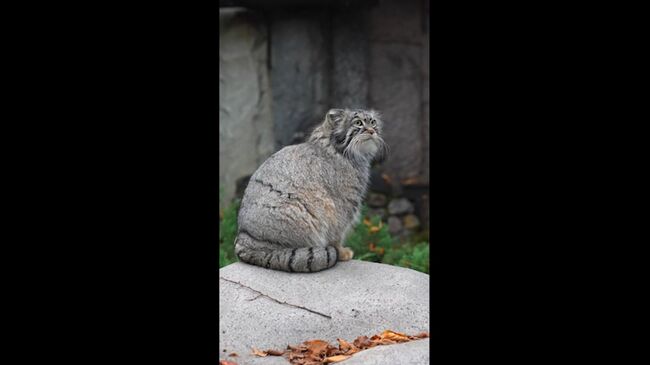 Кормление манула Тимофея из Московского зоопарка